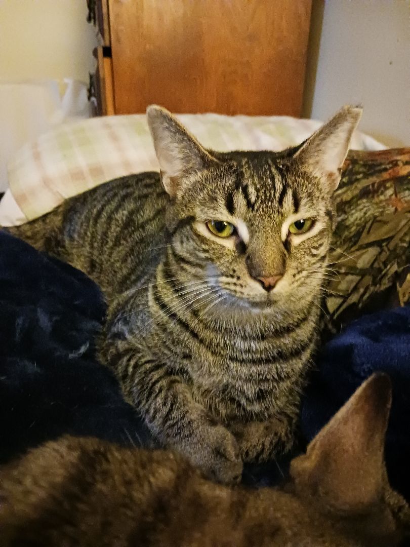 Tig, a Adoptable Domestic Short Hair in Nanticoke, PA image 3/5