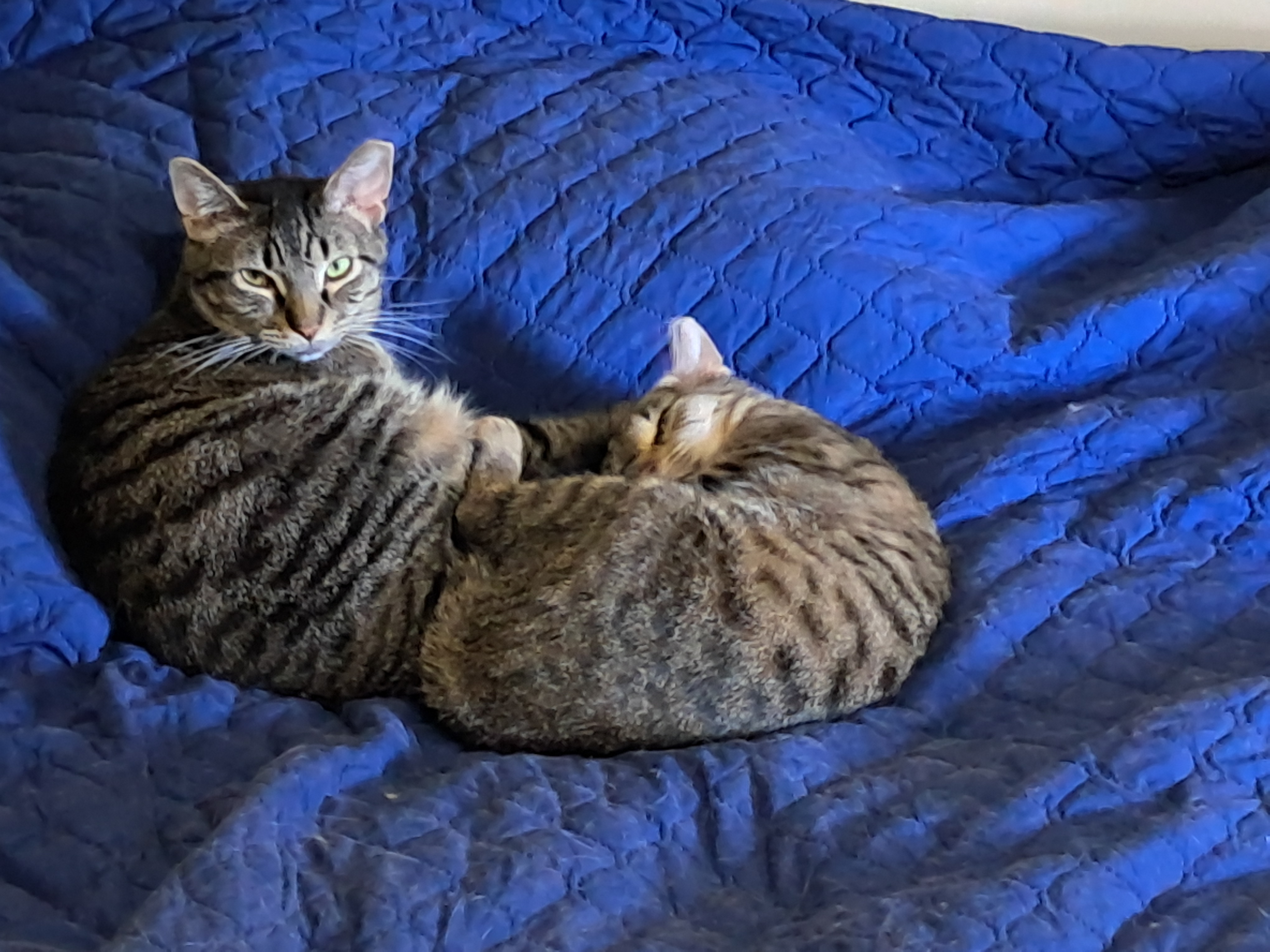 Tig, a Adoptable Domestic Short Hair in Nanticoke, PA image 5/5