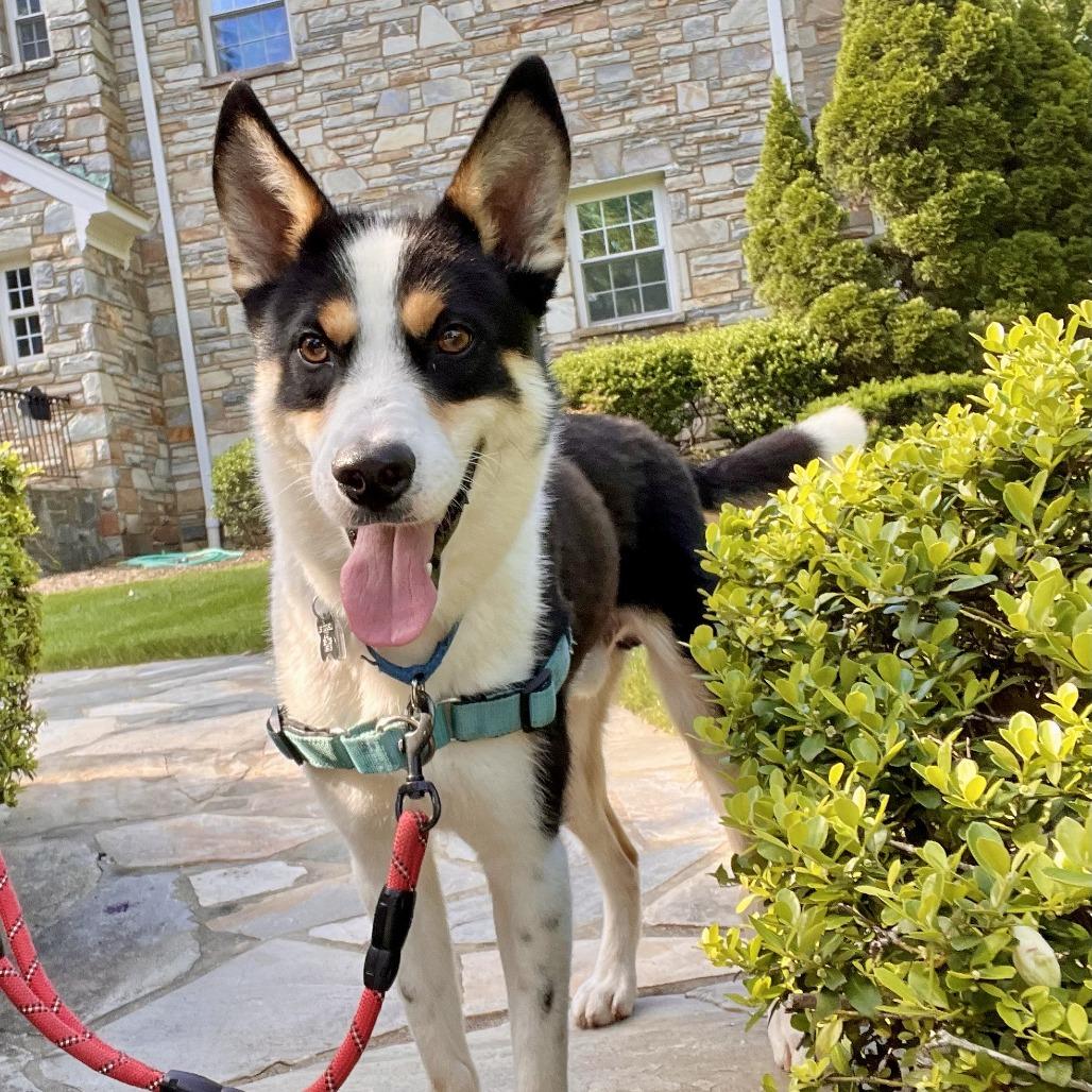 Bert, a Adoptable mixed breed in Falls Church, VA image 4/5