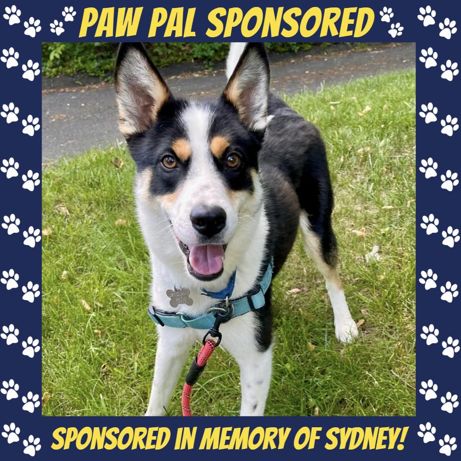 Bert, Adoptable, Adult Male Australian Shepherd.