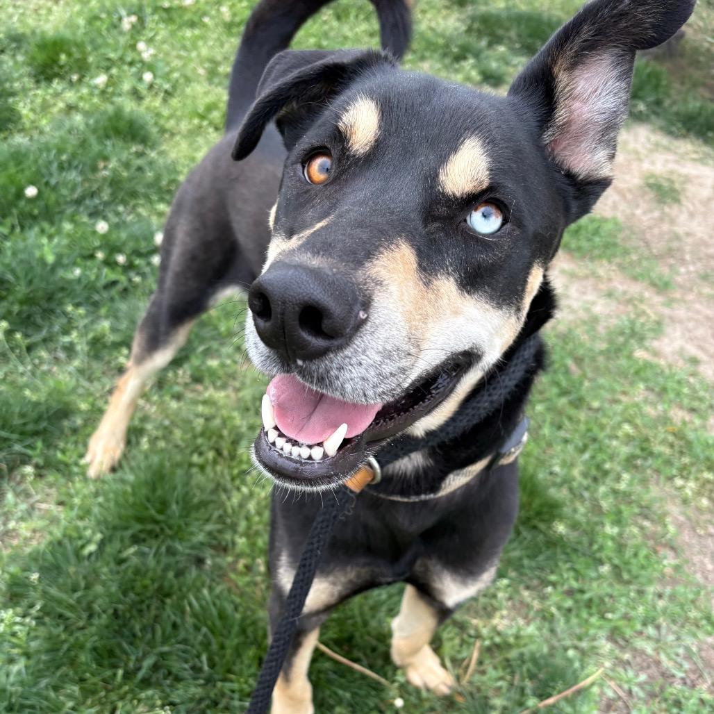 Moose P4P, Adoptable, Adult Male German Shepherd Dog & Mixed Breed.