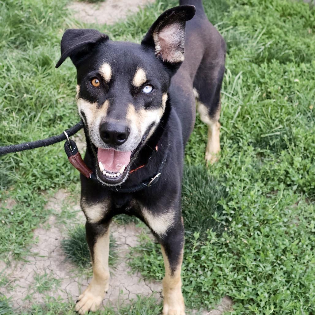 Moose P4P, a Adoptable mixed breed in St Joseph, MO image 2/6
