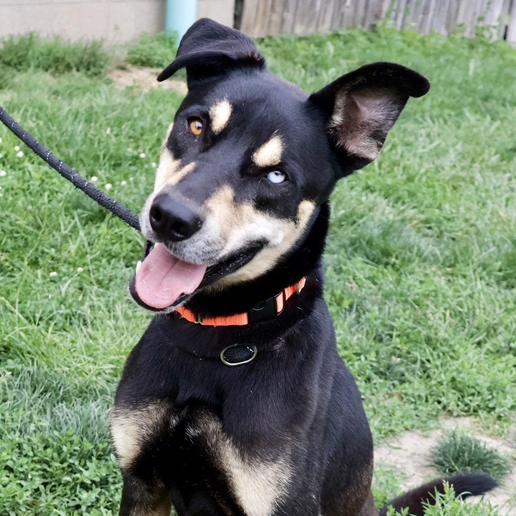 Moose P4P, a Adoptable mixed breed in St Joseph, MO image 3/6