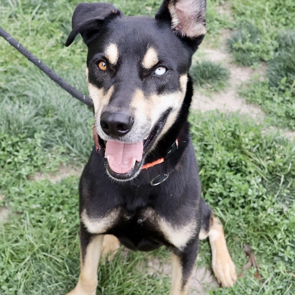 Moose P4P, a Adoptable mixed breed in St Joseph, MO image 4/6