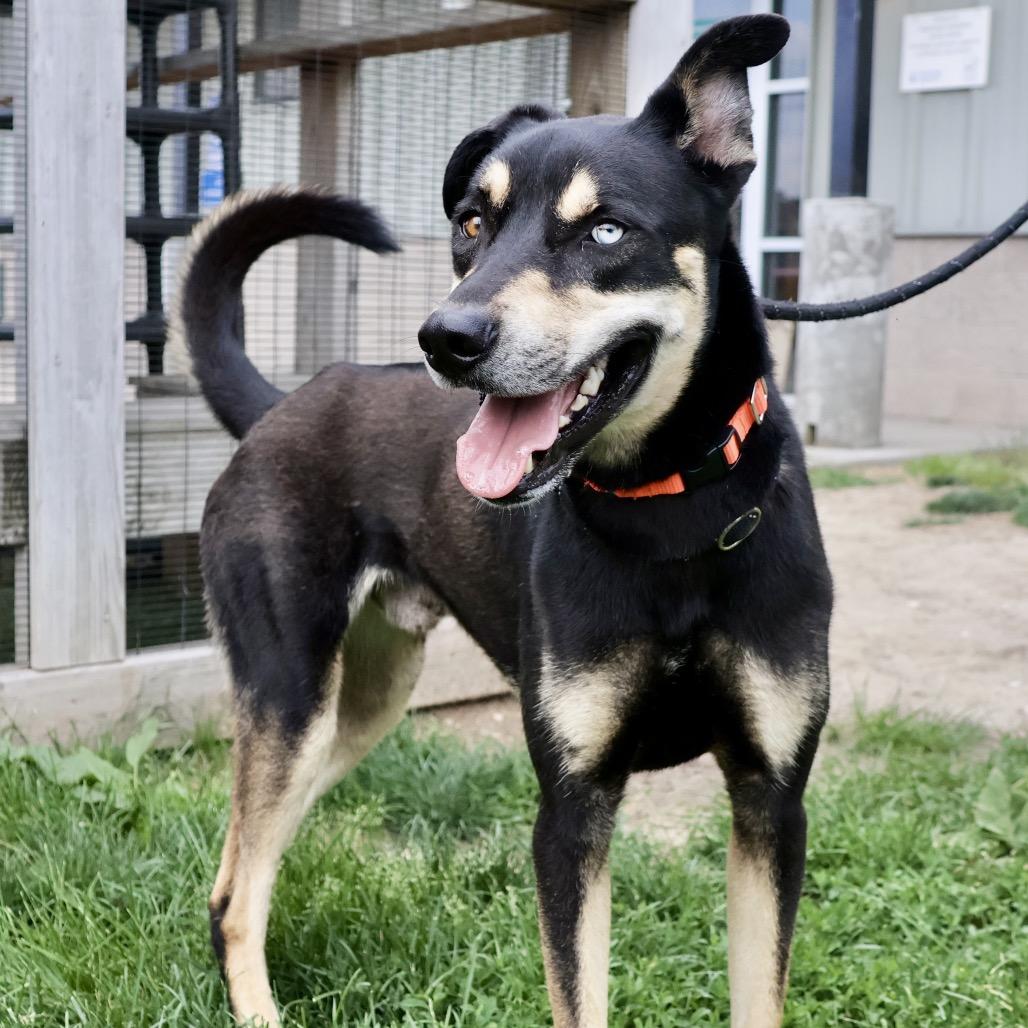 Moose P4P, a Adoptable mixed breed in St Joseph, MO image 5/6