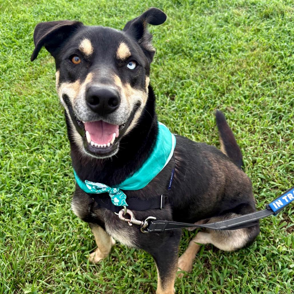 Moose P4P, a Adoptable mixed breed in St Joseph, MO image 6/6