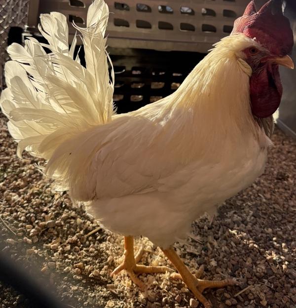 Enlarge Kentucky, a Adoptable mixed breed in Golden, CO image 3/3