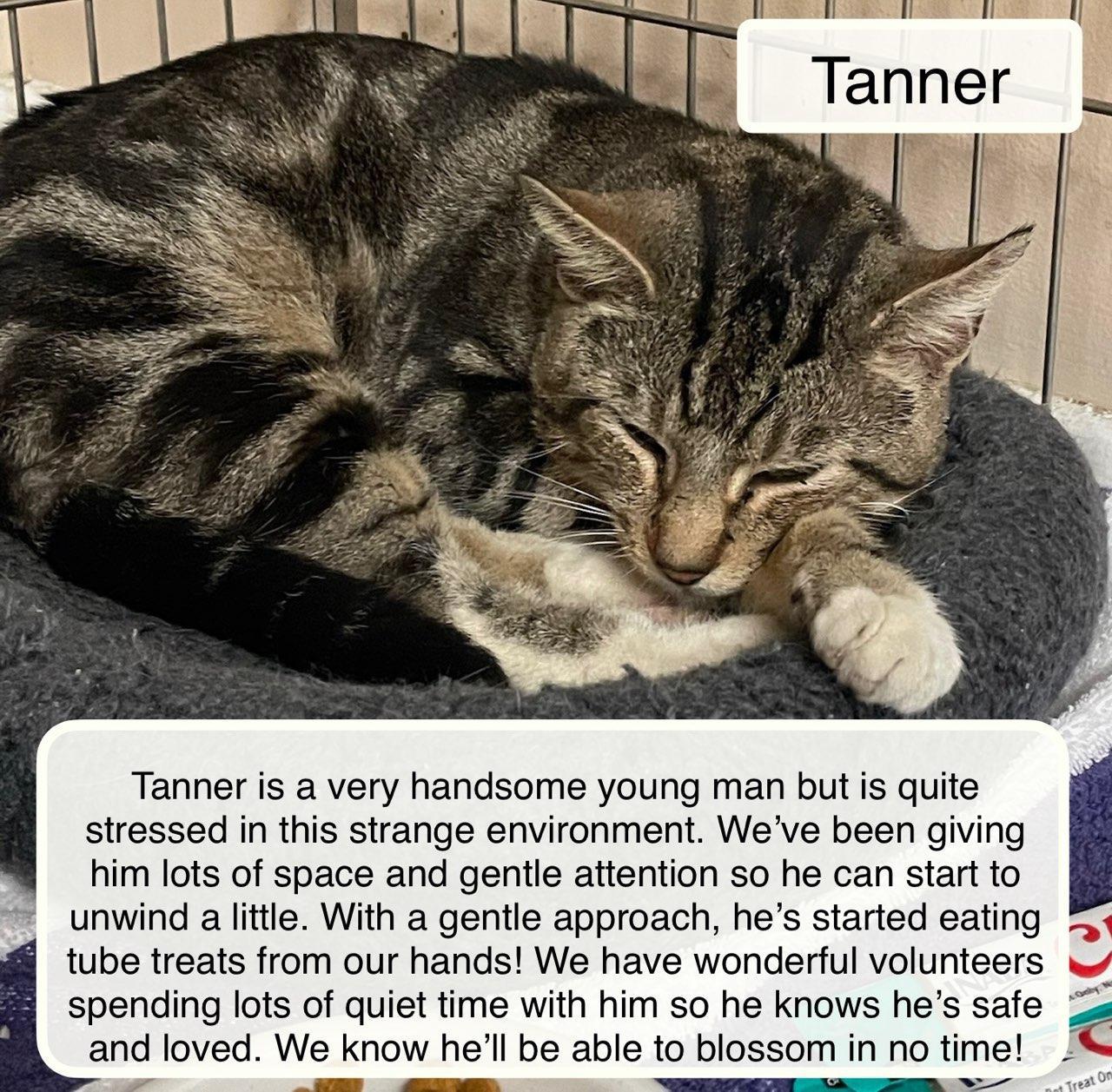 Tanner , a ADOPTABLE Domestic Short Hair in Ellicott City, MD image 4/5