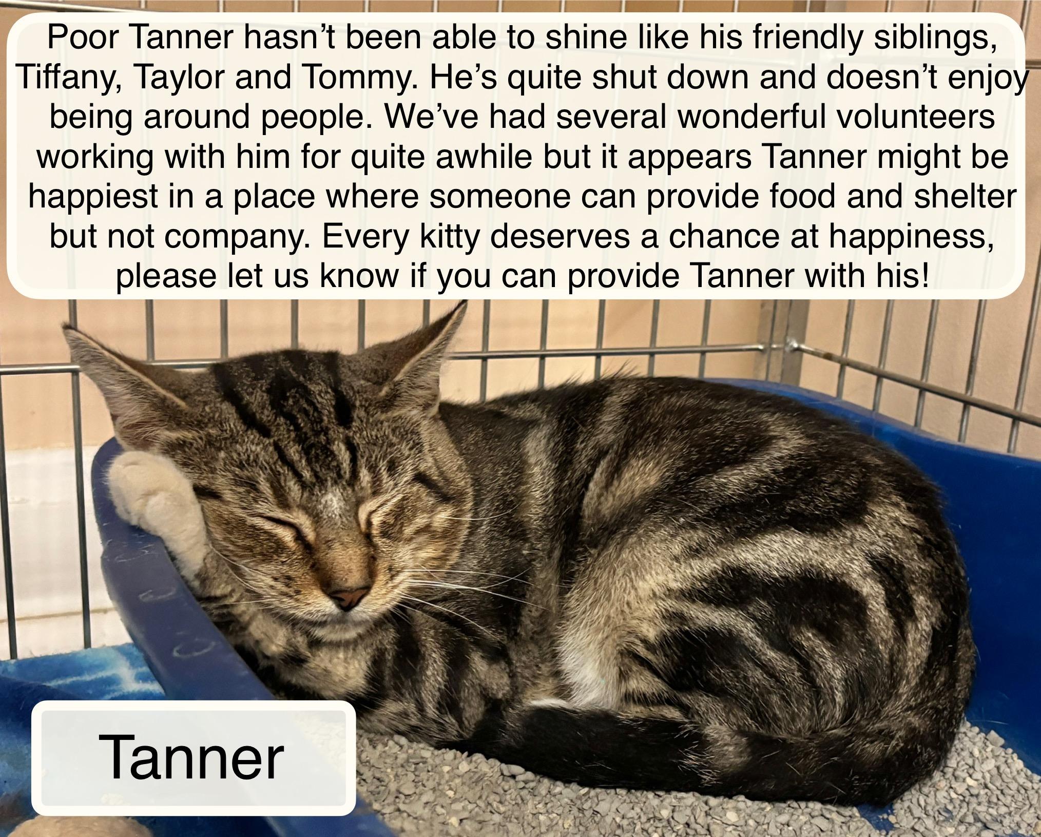 Tanner , a ADOPTABLE Domestic Short Hair in Ellicott City, MD image 2/5