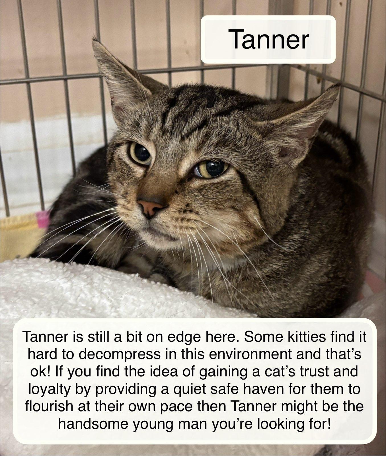 Tanner , a ADOPTABLE Domestic Short Hair in Ellicott City, MD image 3/5