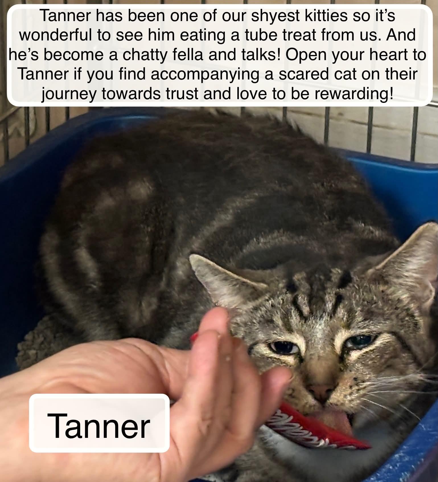 Enlarge Tanner , a ADOPTABLE Domestic Short Hair in Ellicott City, MD image 2/6