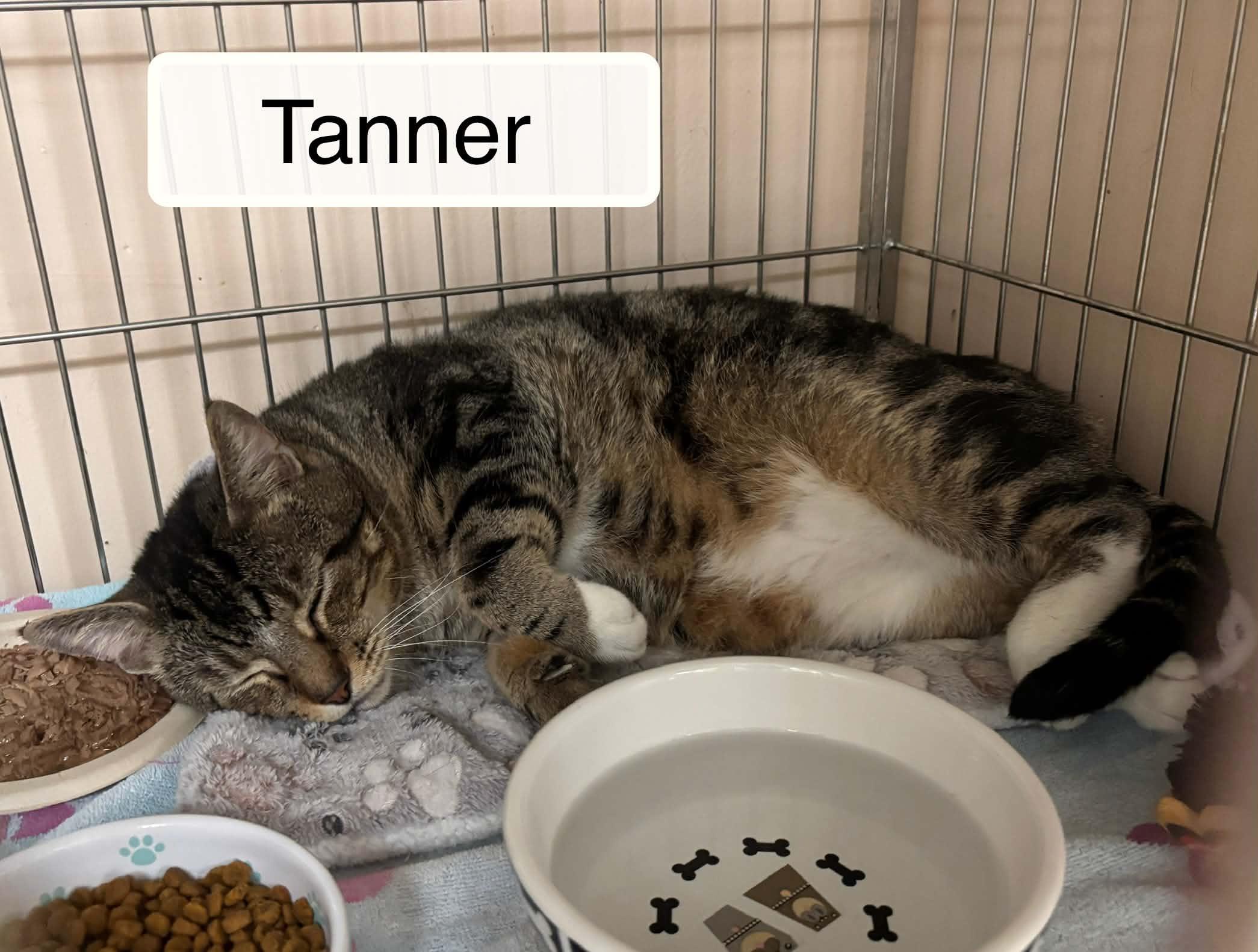 Enlarge Tanner , a ADOPTABLE Domestic Short Hair in Ellicott City, MD image 6/6