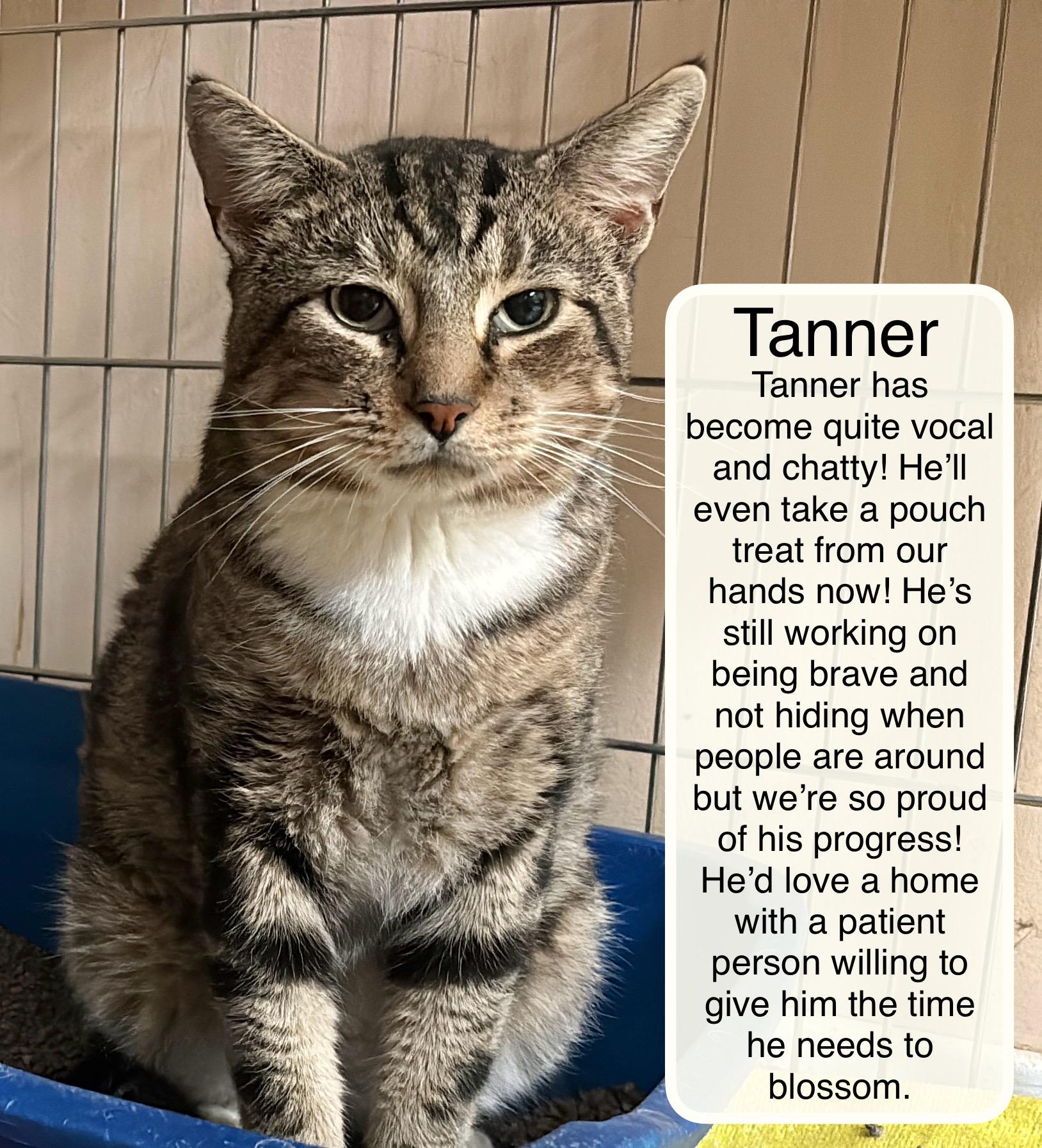 Tanner , ADOPTABLE, Young Male Domestic Short Hair.