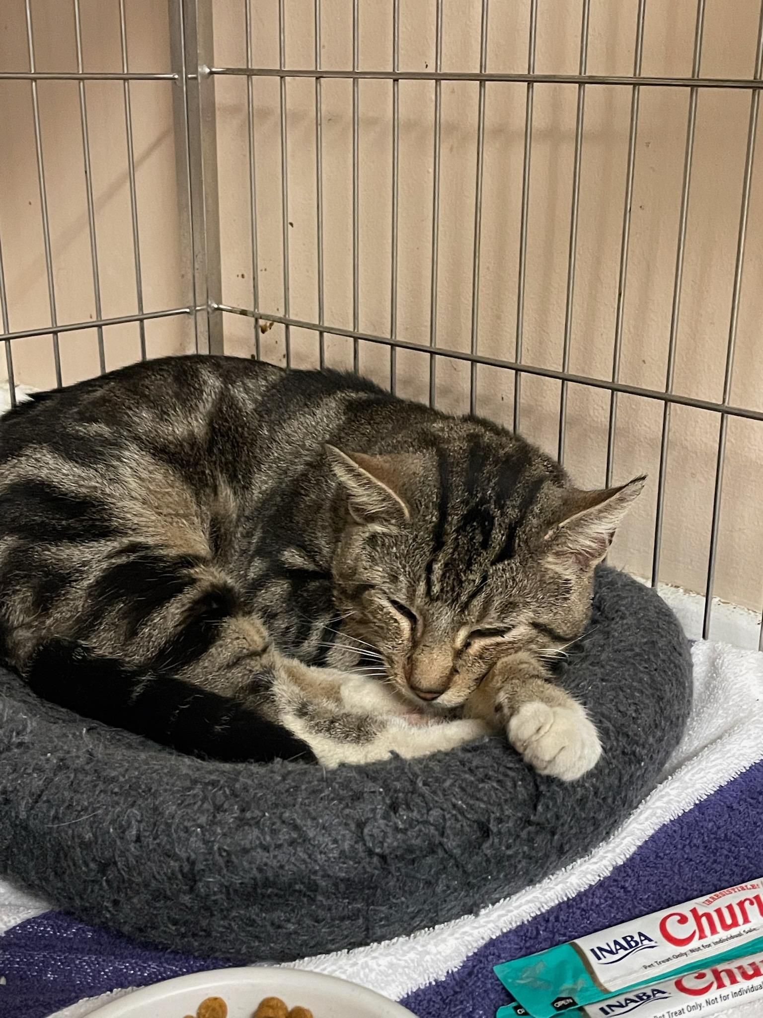 Tanner , a ADOPTABLE Domestic Short Hair in Ellicott City, MD image 5/5