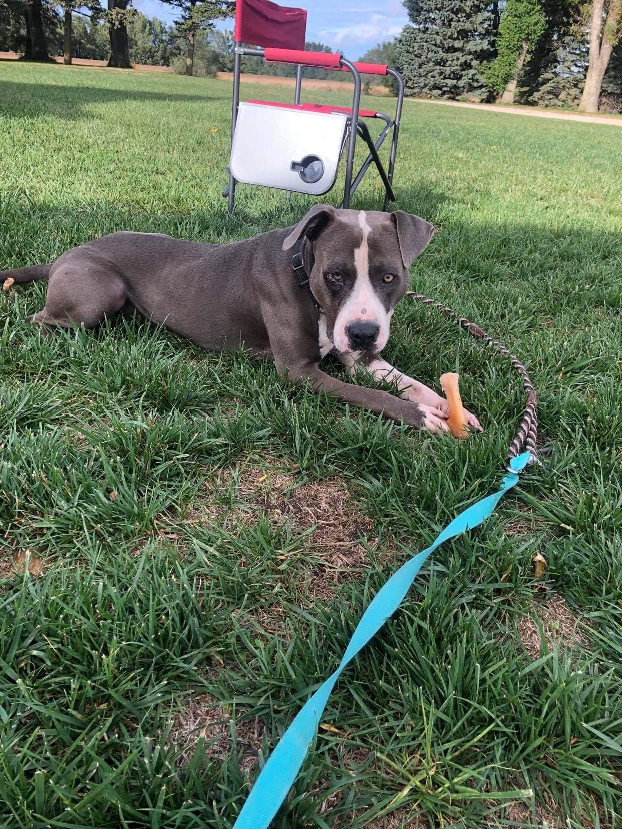 Enlarge Butch, a Adopted American Staffordshire Terrier in Waterloo, IA image 1/2