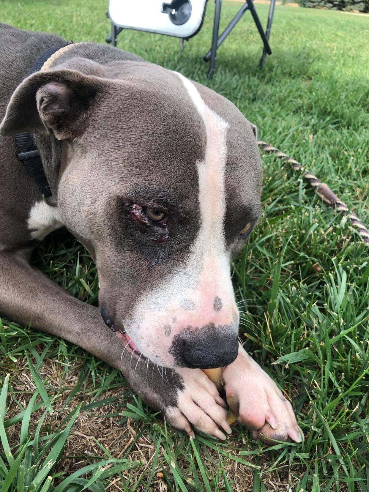 Enlarge Butch, a Adopted American Staffordshire Terrier in Waterloo, IA image 2/2