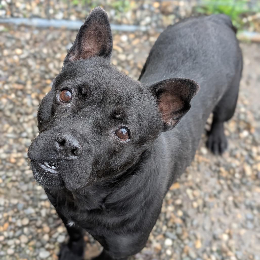 Allie, a Adoptable Mixed Breed in Wappingers Falls, NY image 1/2