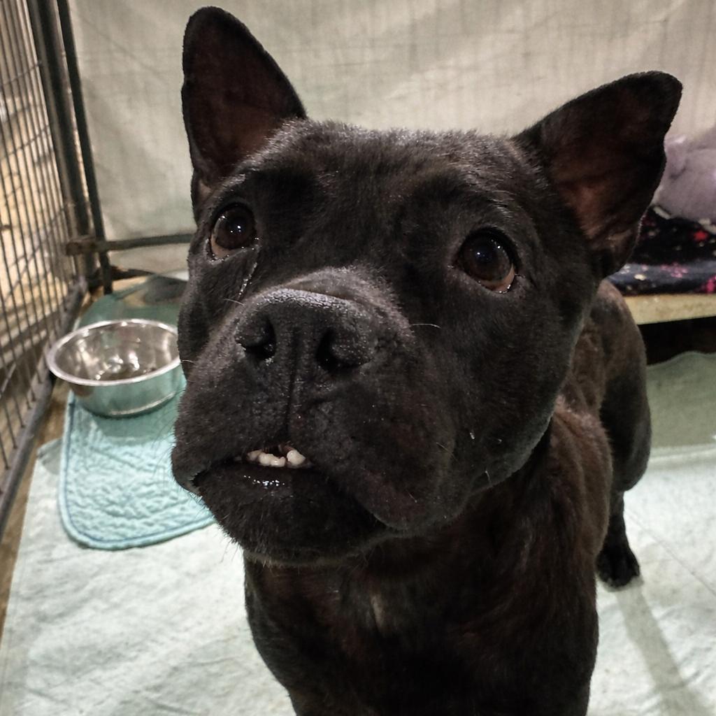 Allie, a Adoptable Mixed Breed in Wappingers Falls, NY image 2/2