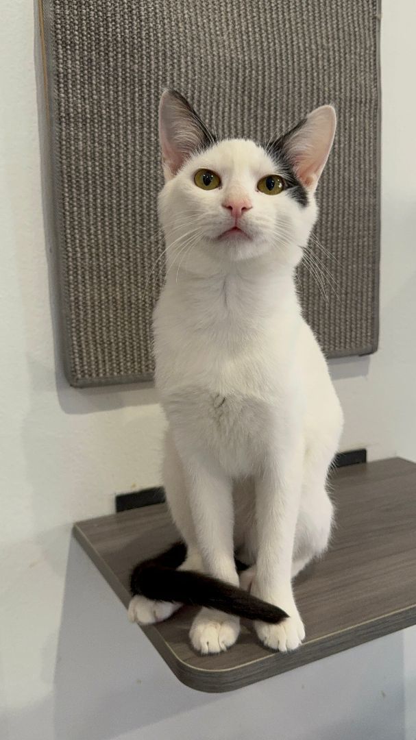 Cat for adoption Nicholas Mischievous Love Bug, a Domestic Short