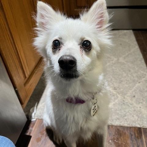 Koko, a Adoptable Eskimo Dog in Normal, IL image 1/4