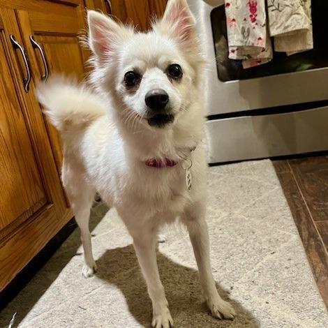 Koko, a Adoptable Eskimo Dog in Normal, IL image 2/4