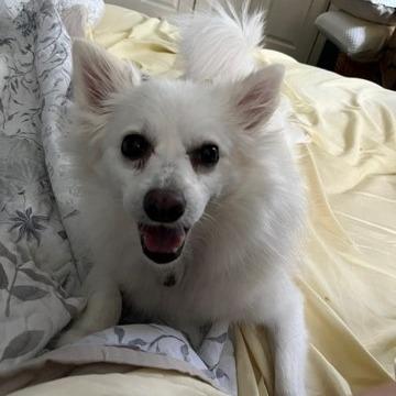 Koko, a Adoptable Eskimo Dog in Normal, IL image 3/5