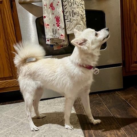 Koko, a Adoptable Eskimo Dog in Normal, IL image 3/4