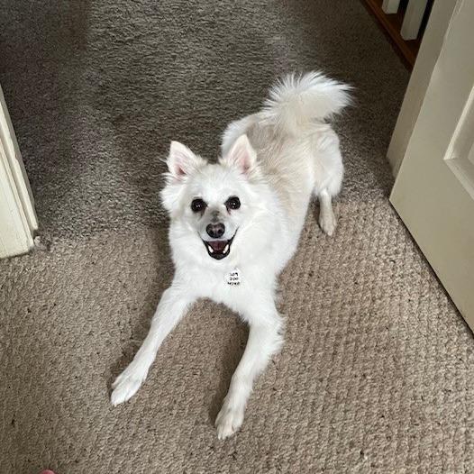 Koko, a Adoptable Eskimo Dog in Normal, IL image 4/4