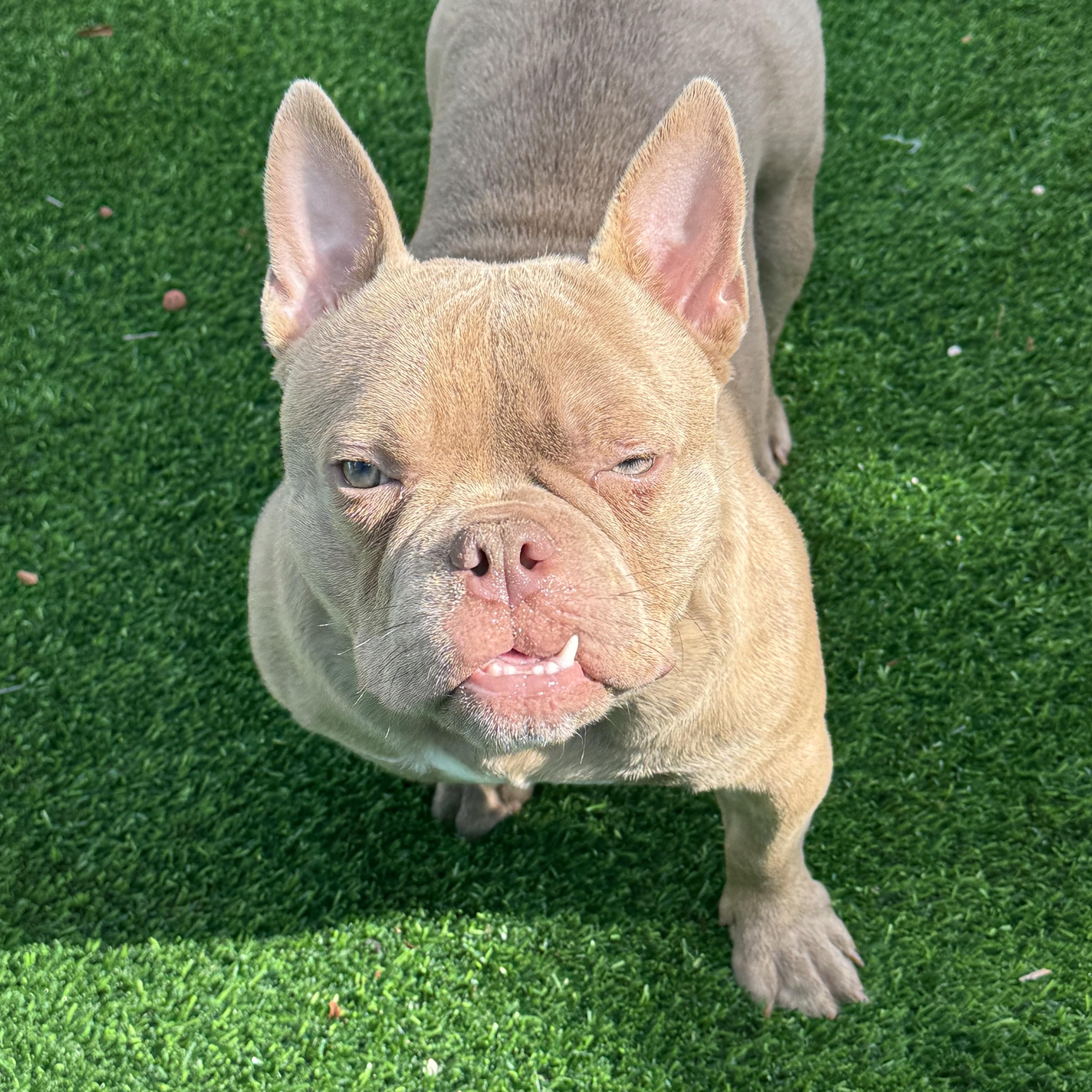 Enlarge Baron, a Adopted American Bully in Pompano Beach, FL image 1/1