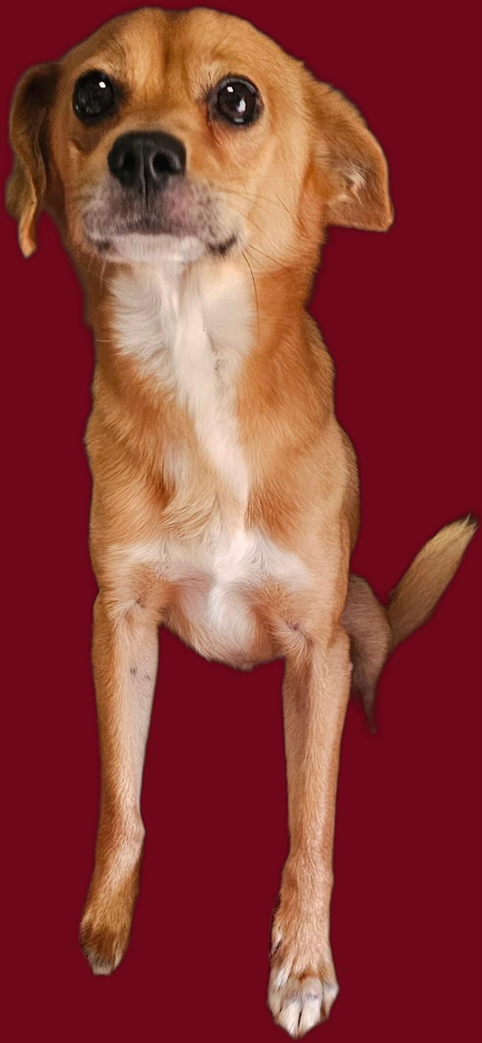 Watson, a ADOPTABLE mixed breed in Chesnee, SC image 2/2