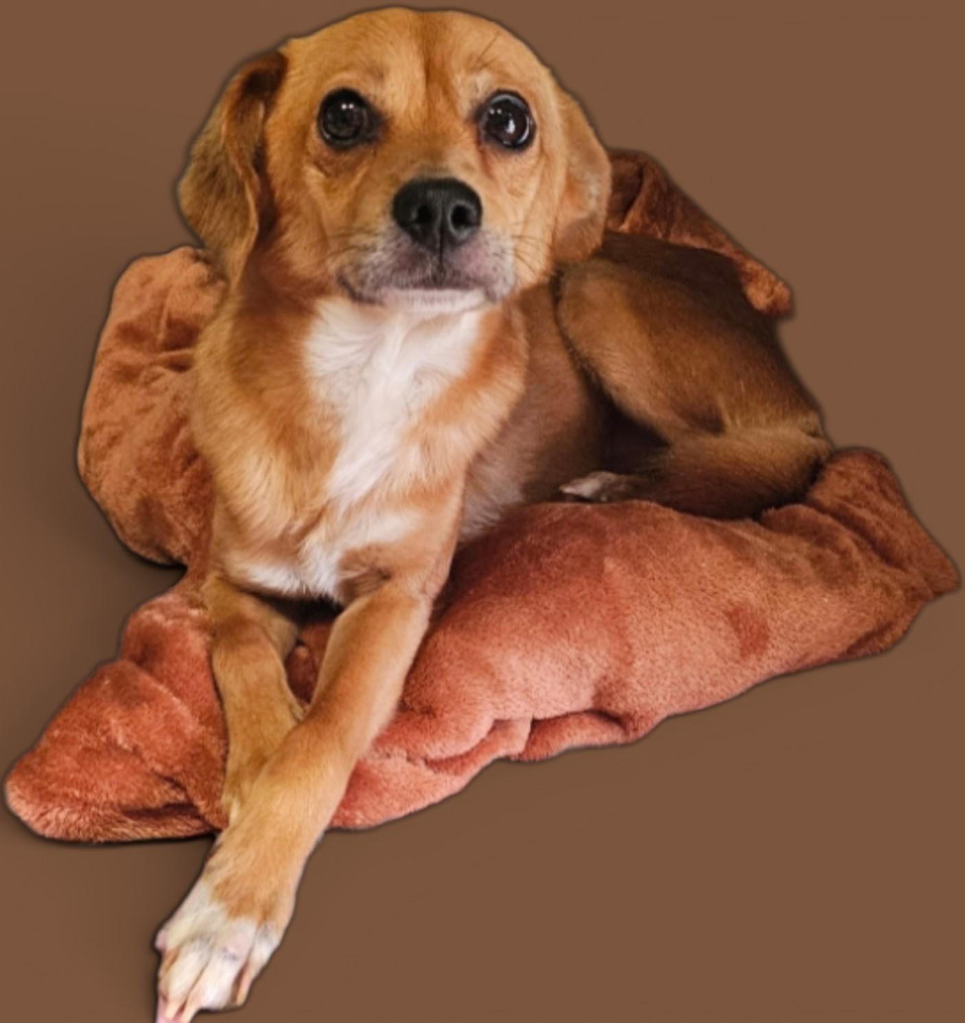 Watson, ADOPTABLE, Young Male Chihuahua & Beagle.