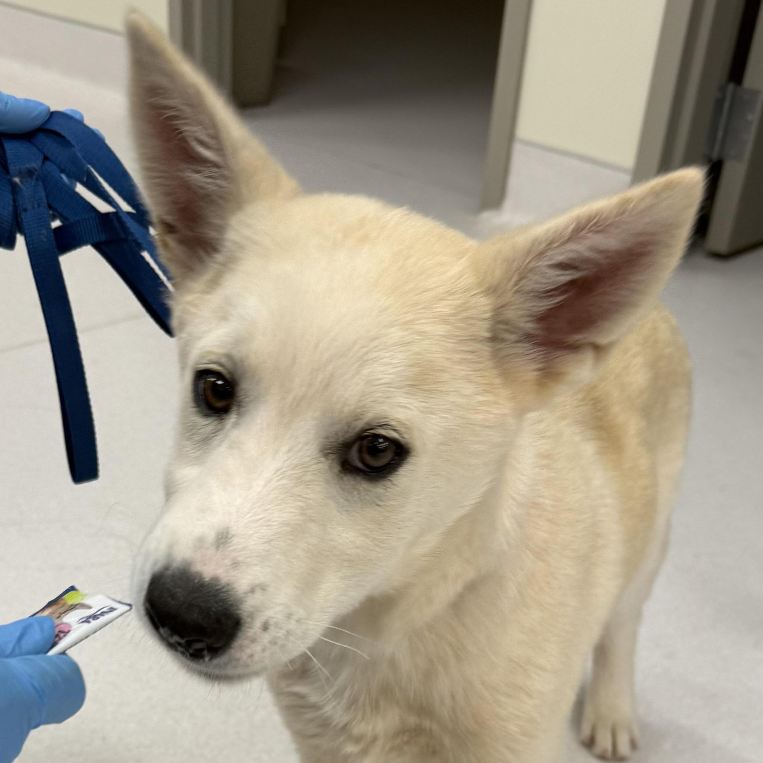 Hughie, a Adoptable mixed breed in Phoenix, AZ image 2/5