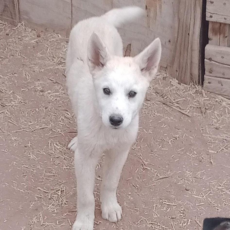 Hughie, a Adoptable mixed breed in Phoenix, AZ image 3/5