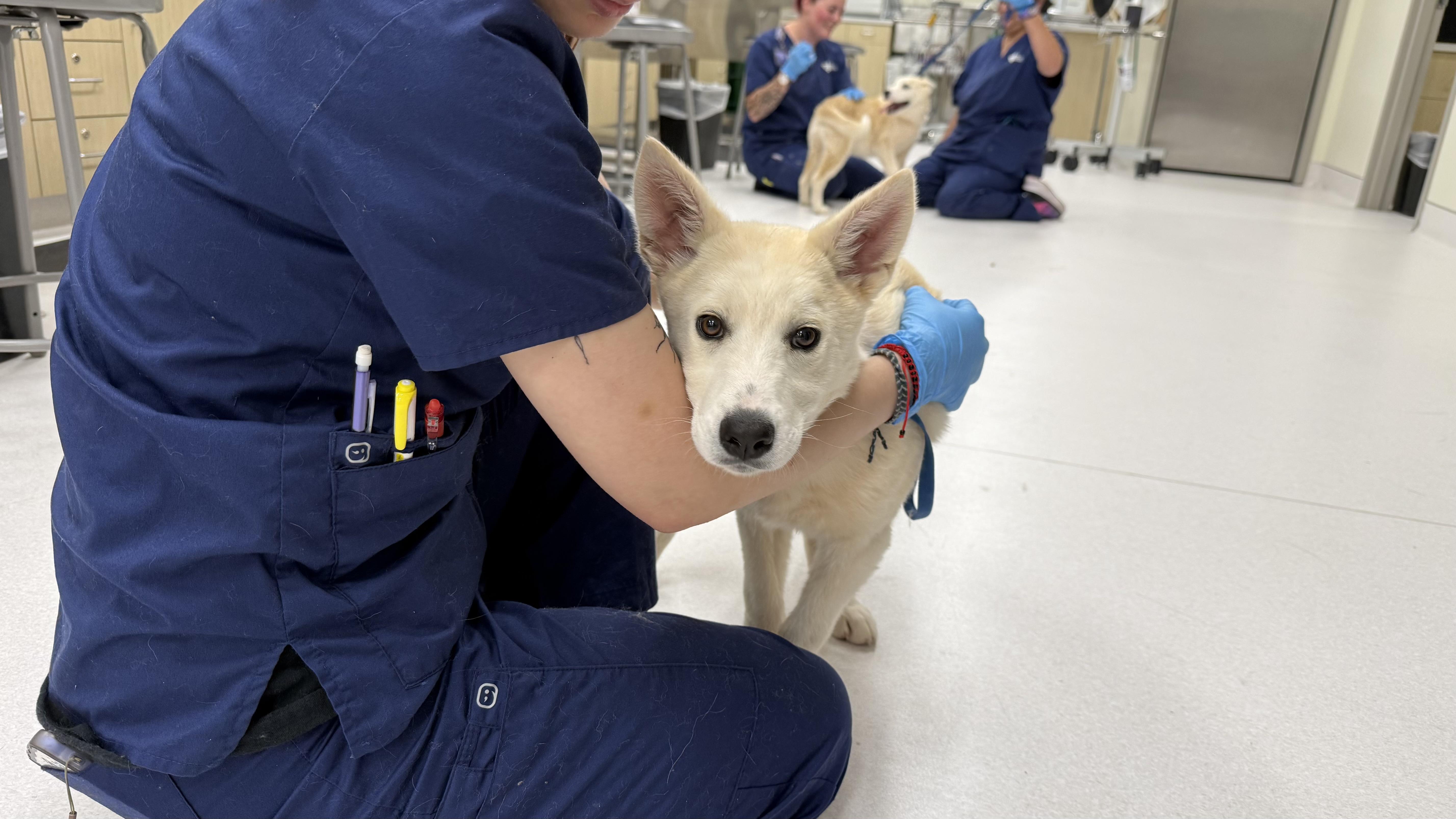 Hughie, a Adoptable mixed breed in Phoenix, AZ image 4/5