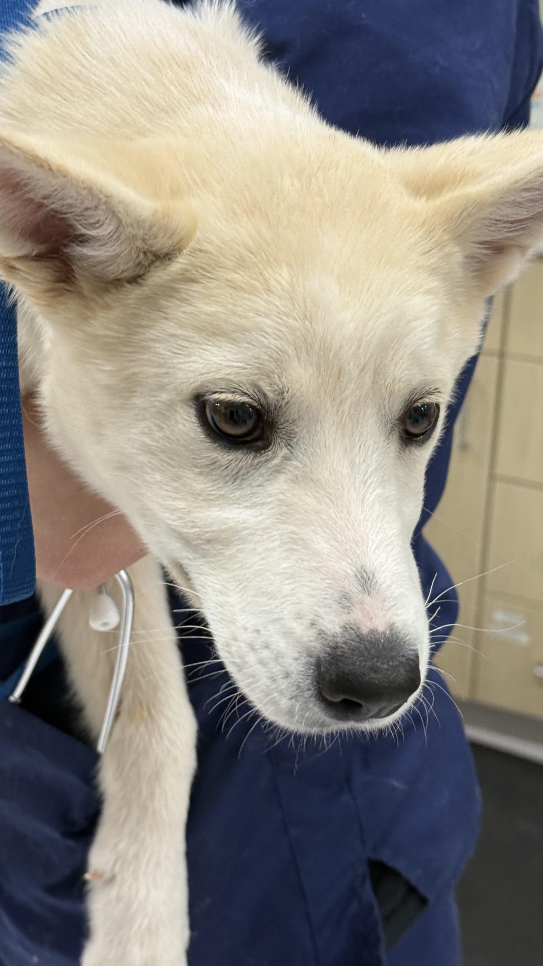 Hughie, a Adoptable mixed breed in Phoenix, AZ image 5/5