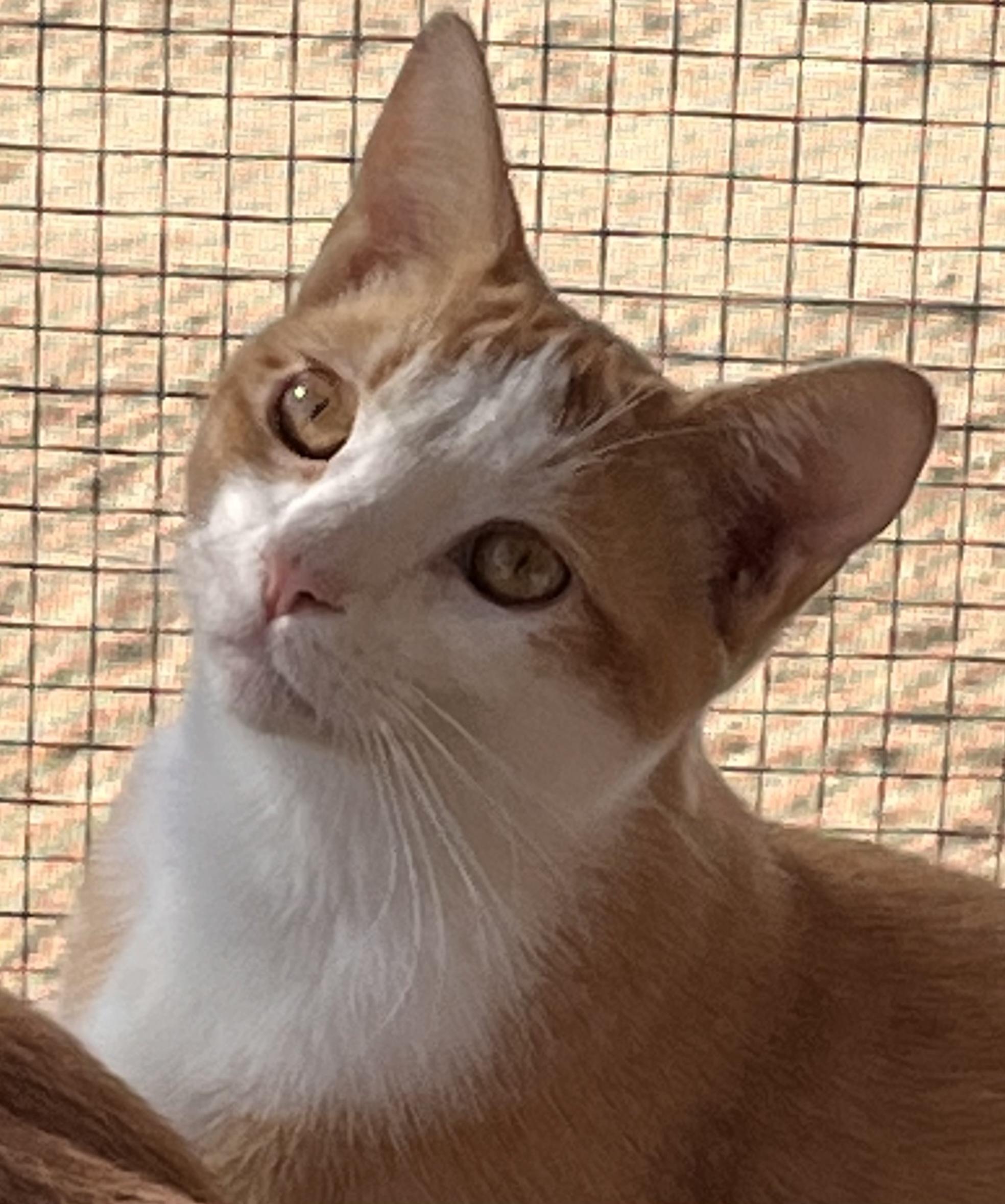 Goose, Young Male American Shorthair