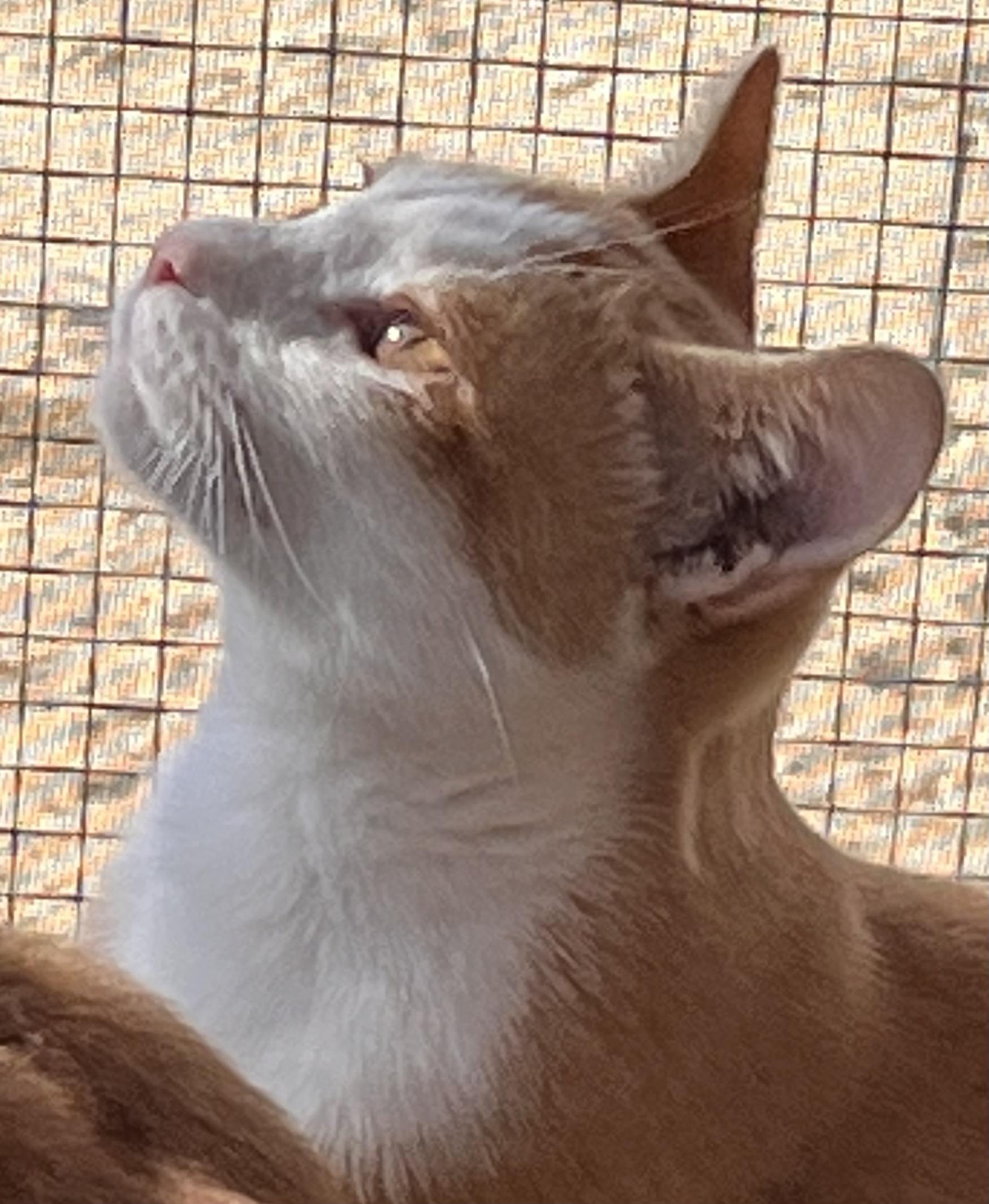 Goose, a Adoptable mixed breed in Moreno Valley, CA image 2/5