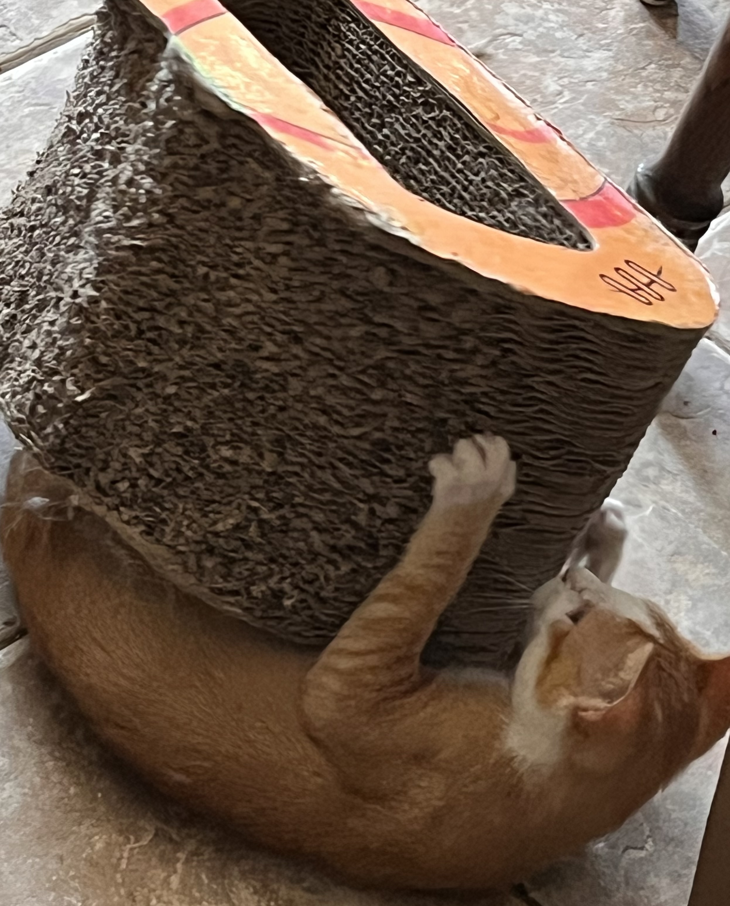 Goose, a Adoptable mixed breed in Moreno Valley, CA image 5/5