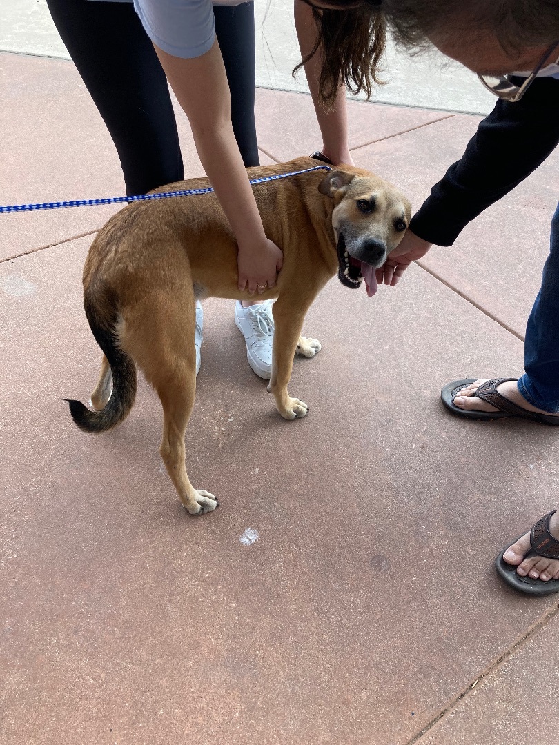 Cookie, a Adoptable mixed breed in Plano, TX image 1/4