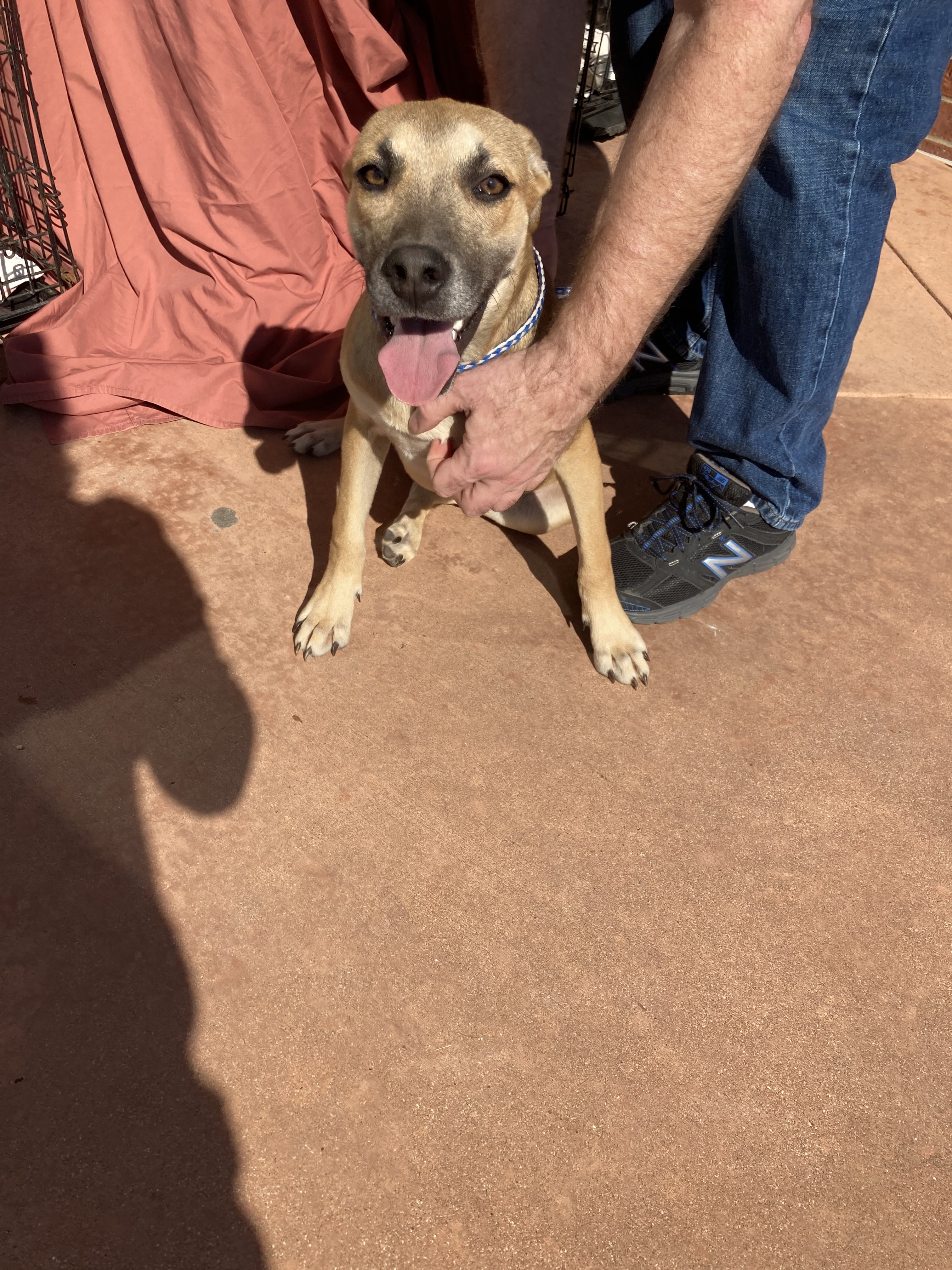 Cookie, a Adoptable mixed breed in Plano, TX image 2/4