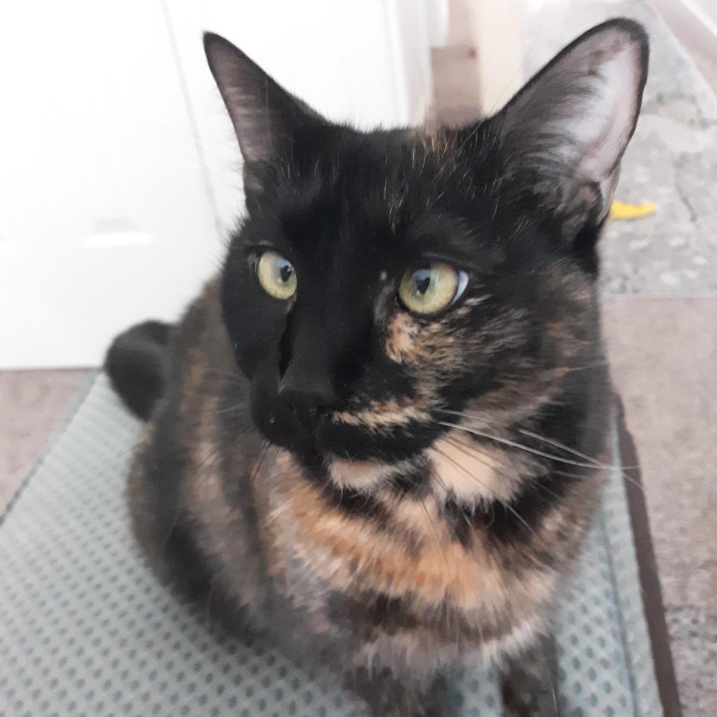 Tia, Adoptable, Senior Female Domestic Short Hair.