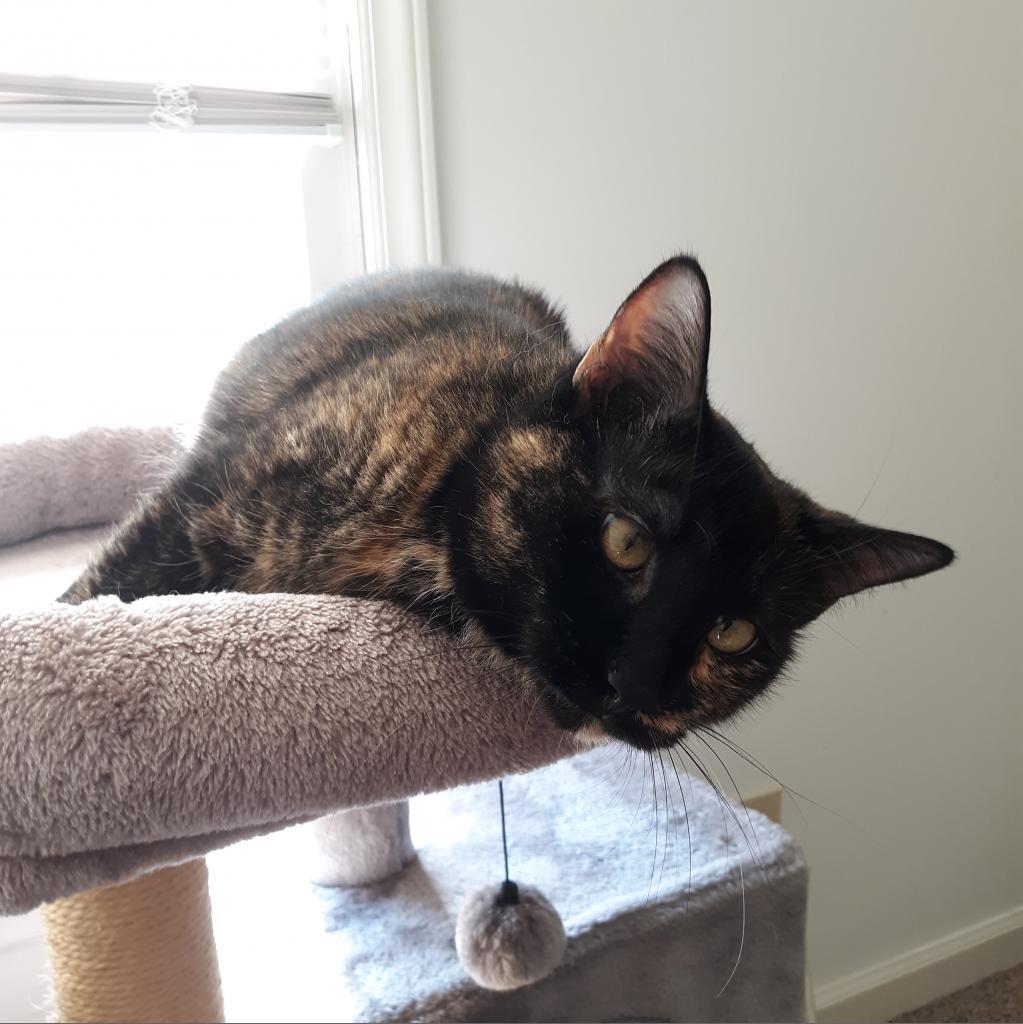 Tia, a Adoptable Domestic Short Hair in Durham, NC image 2/5