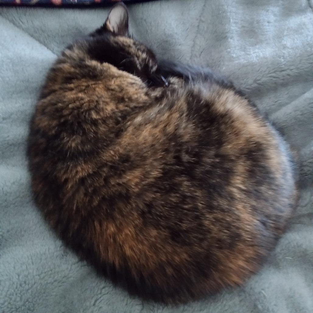 Tia, a Adoptable Domestic Short Hair in Durham, NC image 5/6