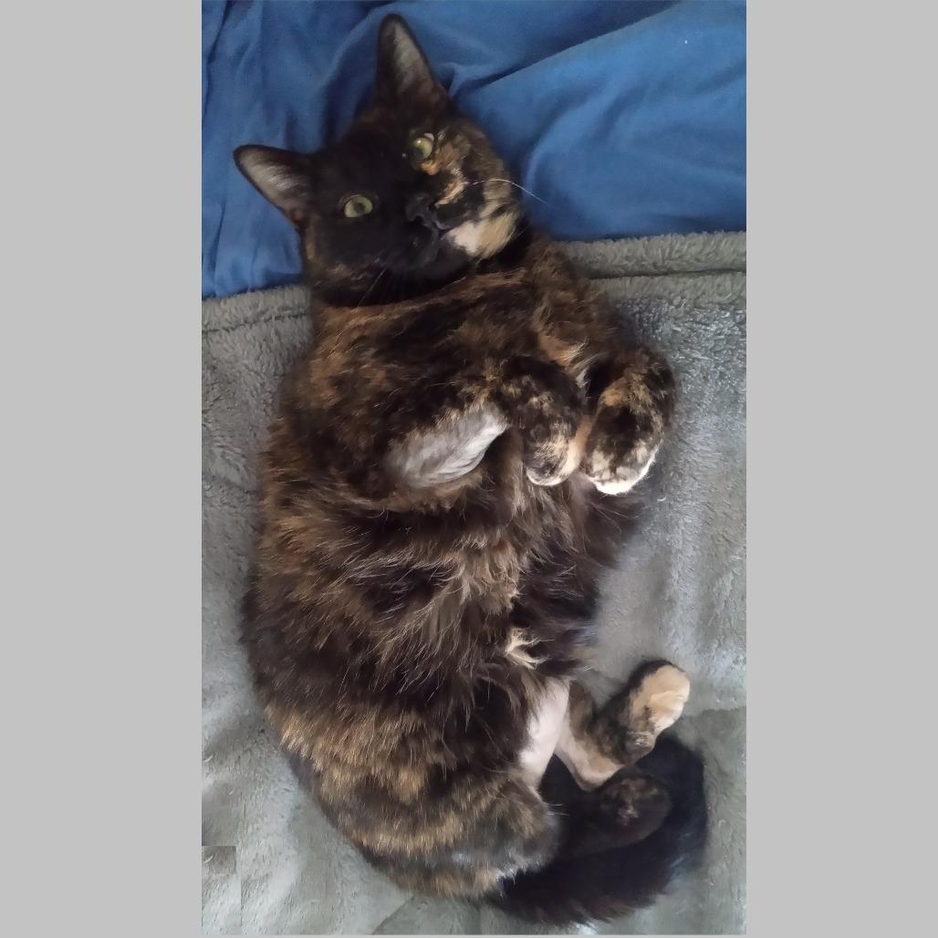 Tia, a Adoptable Domestic Short Hair in Durham, NC image 6/6