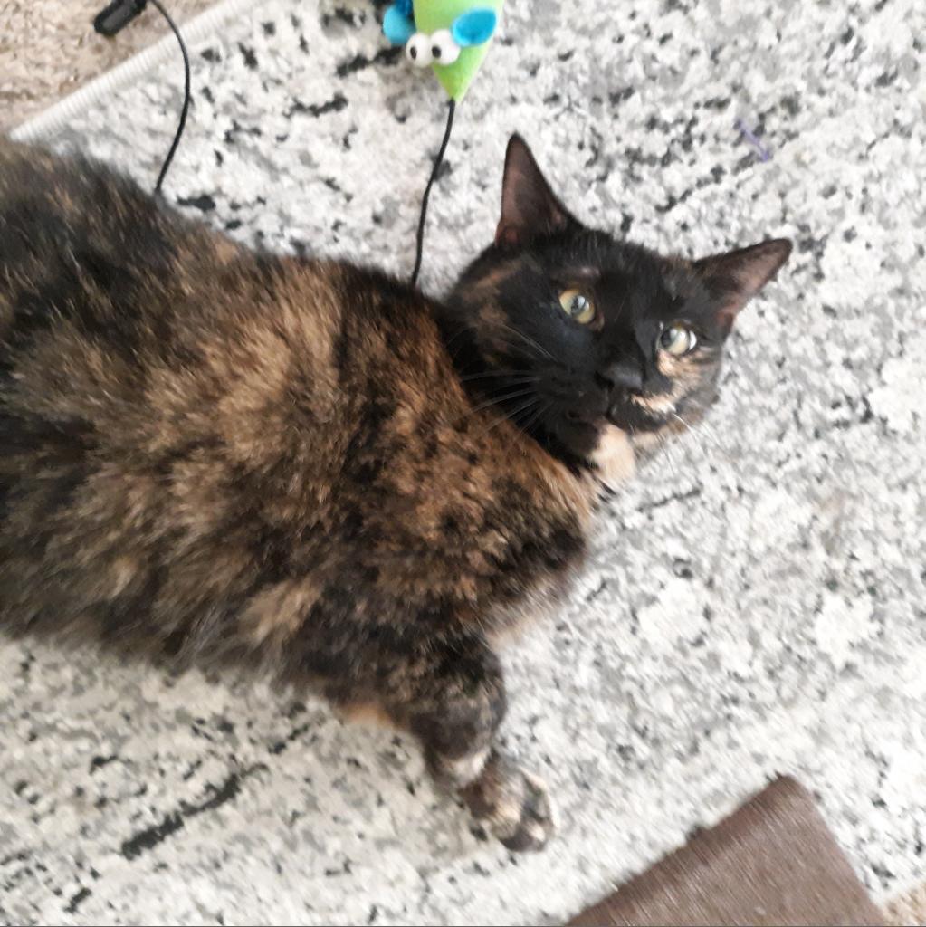 Tia, a Adoptable Domestic Short Hair in Durham, NC image 5/5