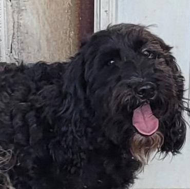 Enlarge Georgie, a Adoptable mixed breed in Chiefland, FL image 1/2