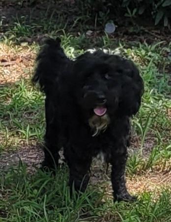Enlarge Georgie, a Adoptable mixed breed in Chiefland, FL image 2/2