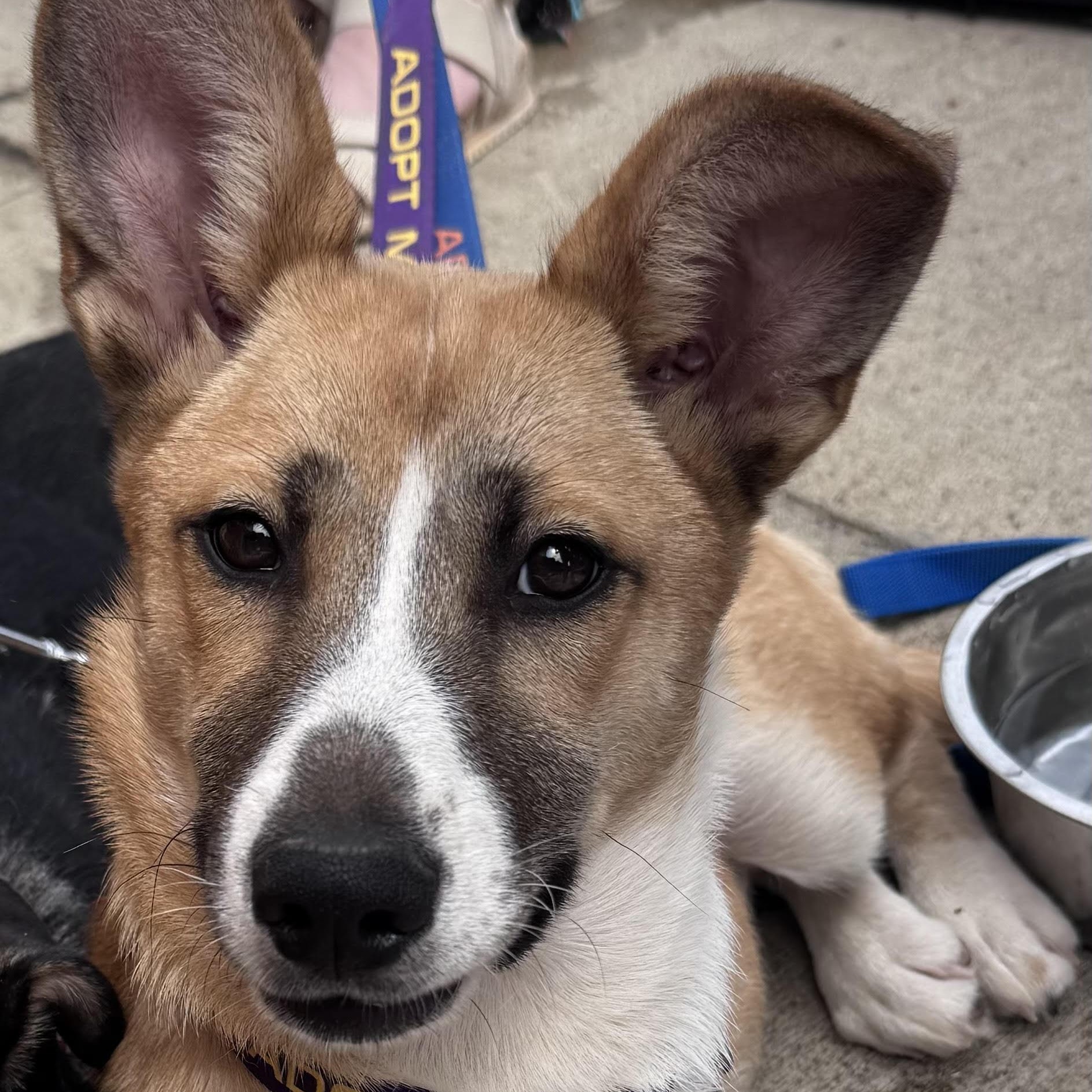 Gardenia, a ADOPTABLE mixed breed in Water Valley, MS image 2/6