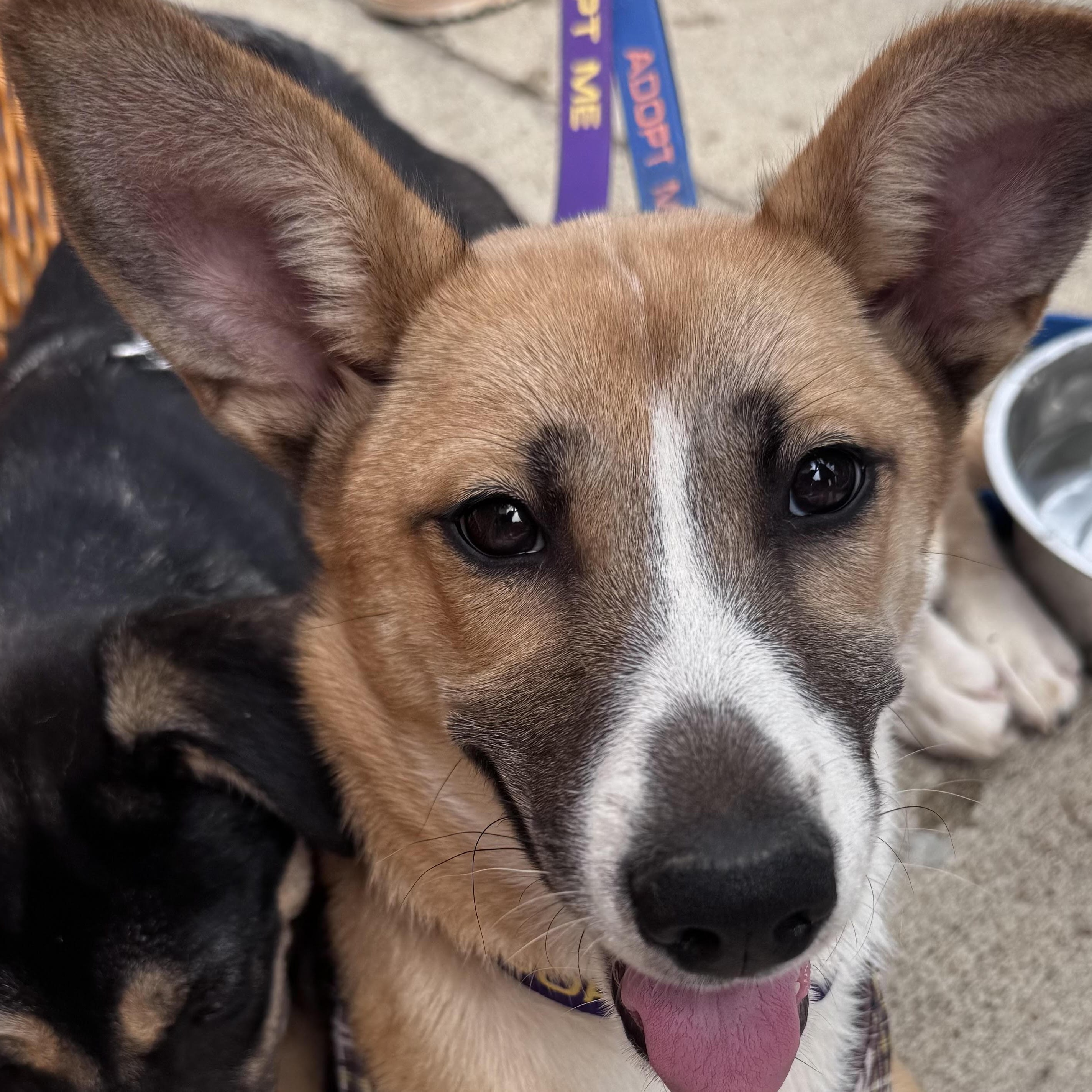 Gardenia, a ADOPTABLE mixed breed in Water Valley, MS image 4/6