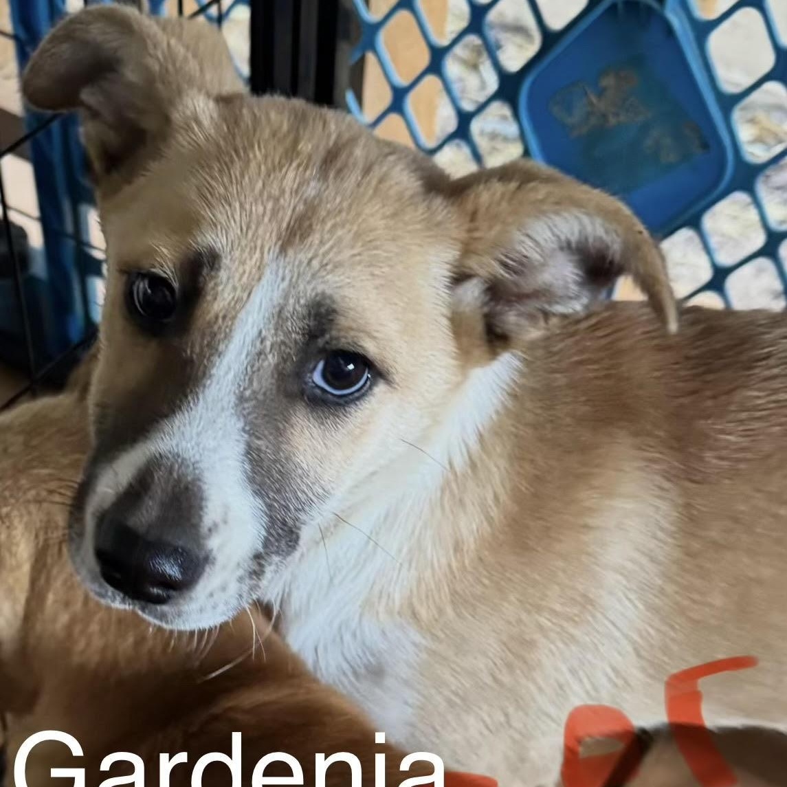 Gardenia, ADOPTABLE, Puppy Female Husky.